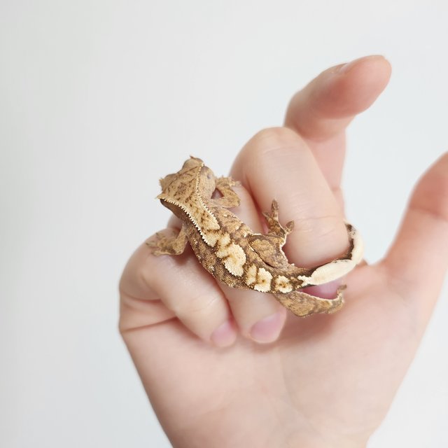 노멀 크림 크림시클 옐로우