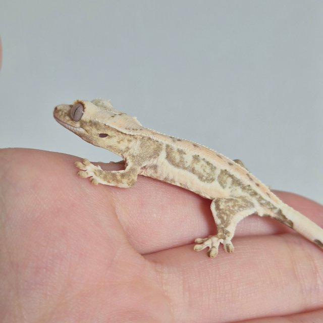 옐로우 크림 크림시클 릴리화이트