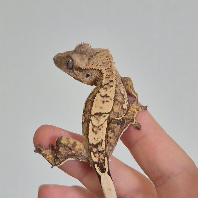 노멀 옐로우 크림시클 크림 드리피