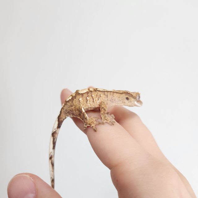 노멀 크림 크림시클 옐로우