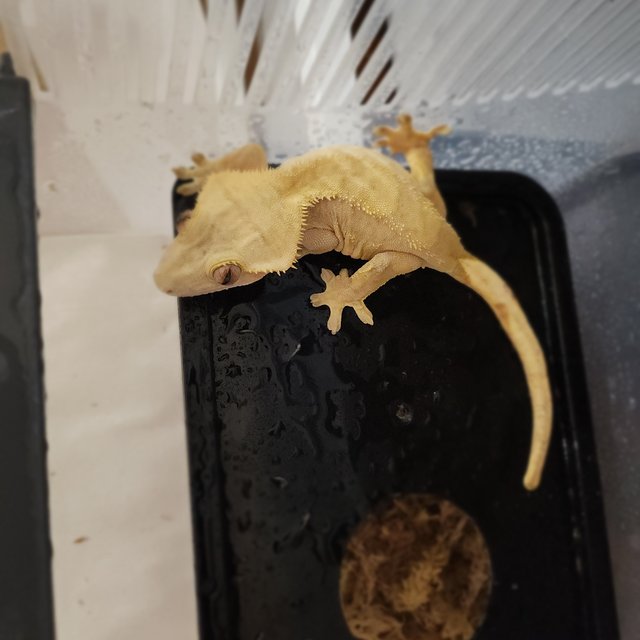 팬텀 크림 옐로우