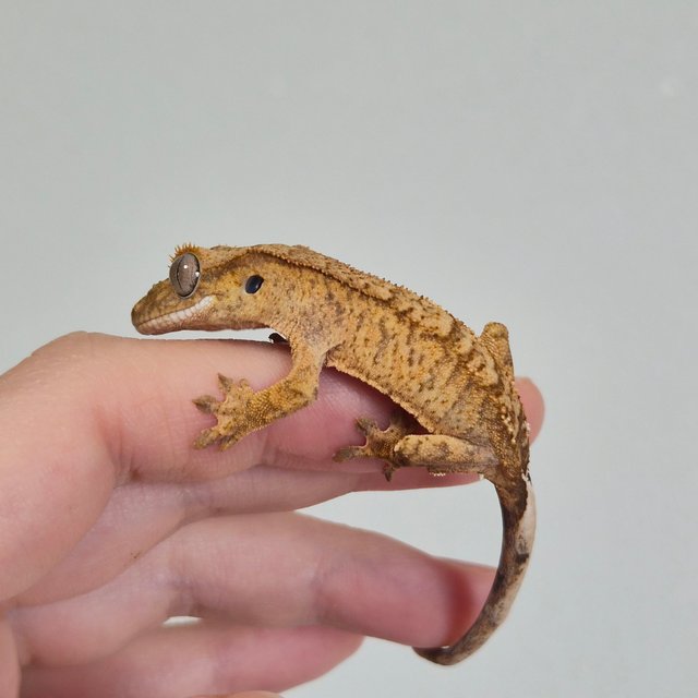 노멀 옐로우 크림 팬텀 브린들