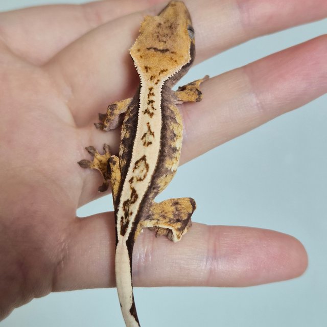 노멀 트라이 쿼드