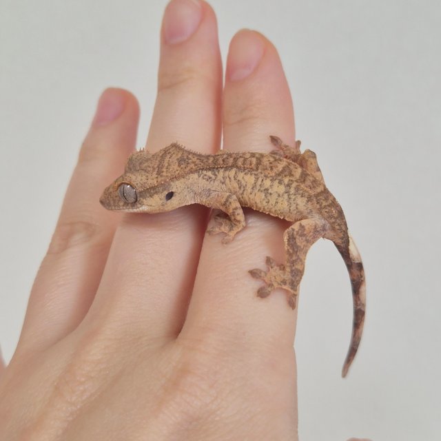 노멀 크림 크림시클 옐로우 팬텀 브린들