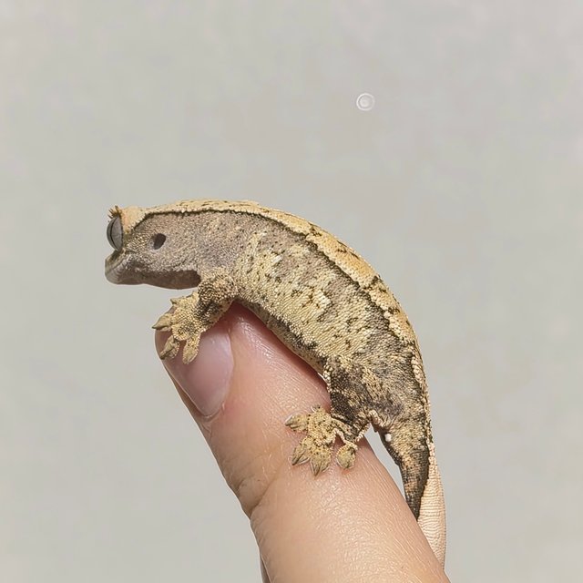 노멀 화이트스팟