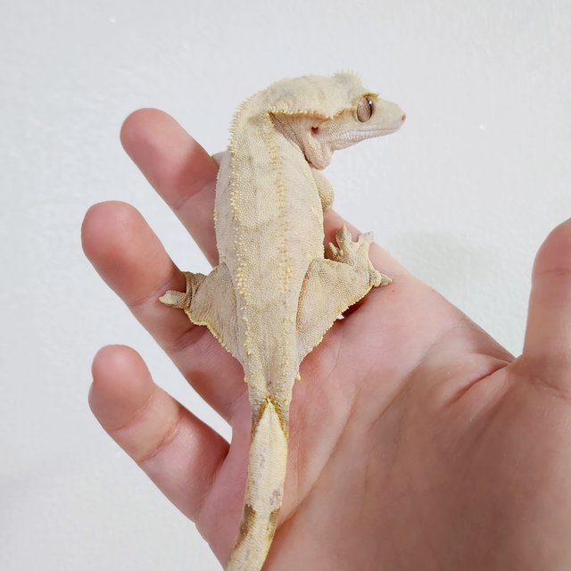 팬텀 크림 옐로우