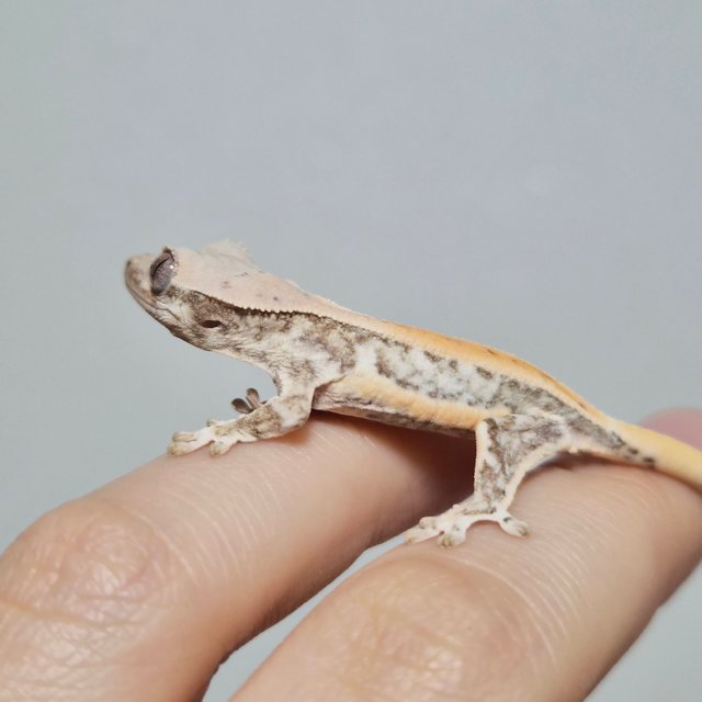 크림 크림시클 옐로우 릴리화이트