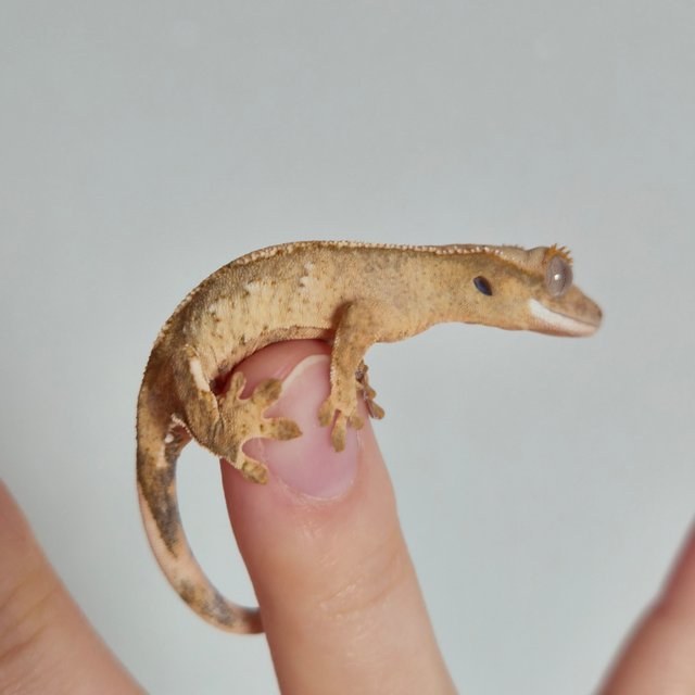 노멀 크림 크림시클 옐로우