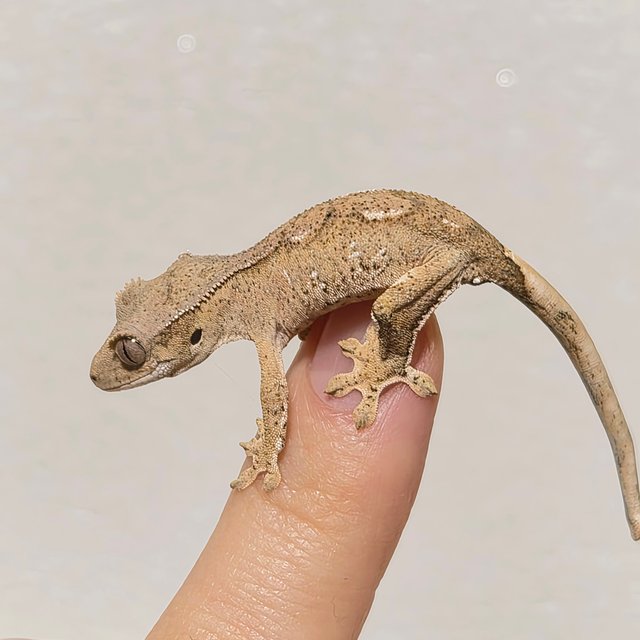 노멀 크림 크림시클 옐로우 팬텀 화이트포트홀