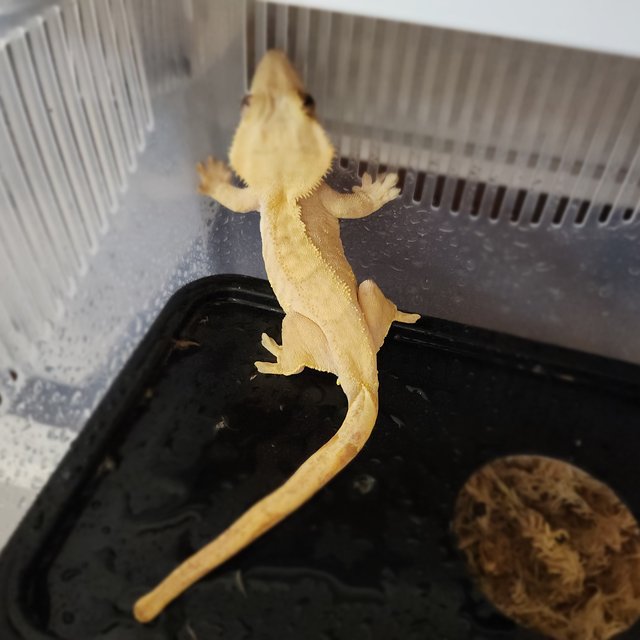 팬텀 크림 옐로우