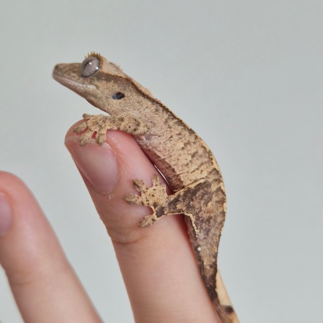 노멀 크림 옐로우 브린들