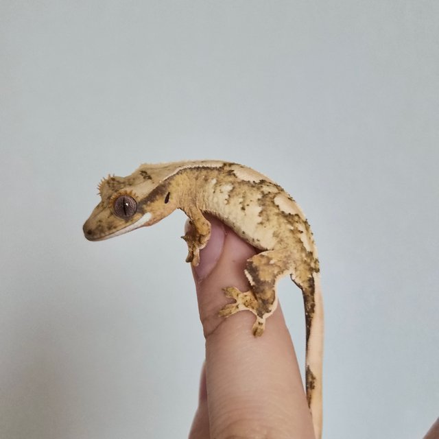 노멀 크림 크림시클 옐로우