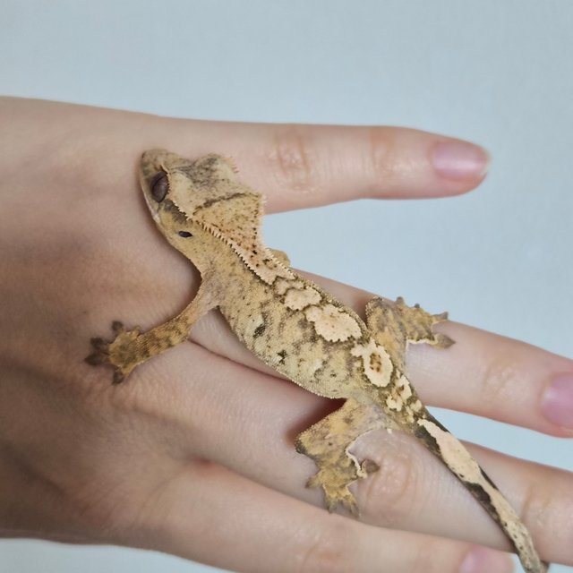 노멀 옐로우 크림