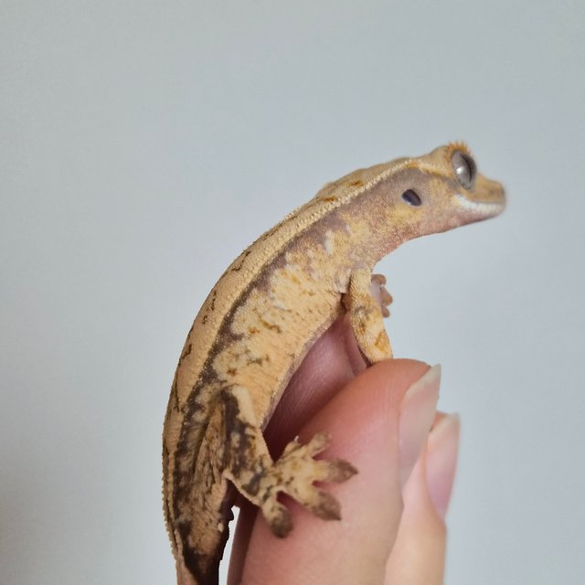 노멀 트라이 드리피