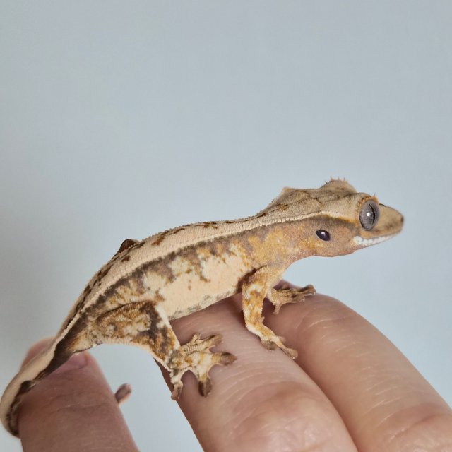 노멀 트라이 쿼드 드리피 화이트스팟