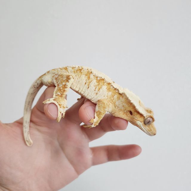 크림시클 크림 옐로우