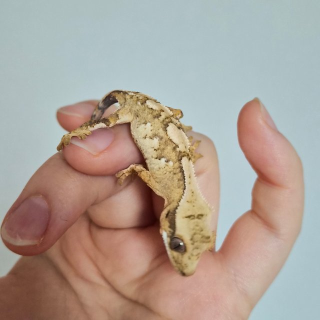 노멀 크림 크림시클 옐로우