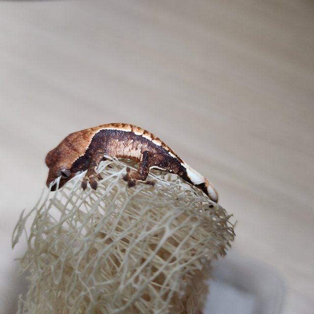 노멀 트라이 익스트림할리퀸 화이트스팟