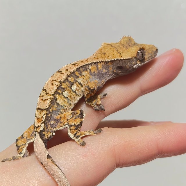 노멀 트라이 화이트스팟