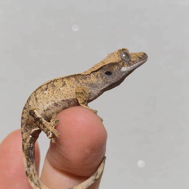 노멀 트라이 화이트스팟