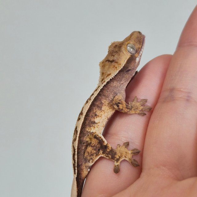 노멀 트라이 쿼드