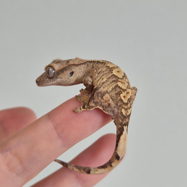 노멀 크림 옐로우 브린들