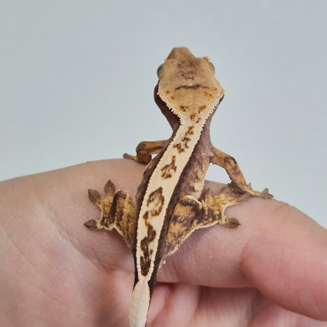 노멀 트라이 쿼드