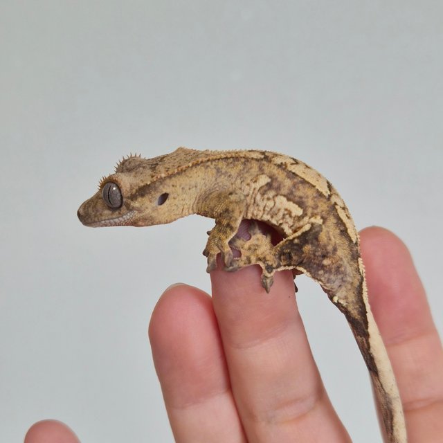 노멀 옐로우 크림시클 크림 드리피