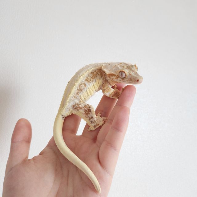 크림 크림시클 옐로우 릴리화이트