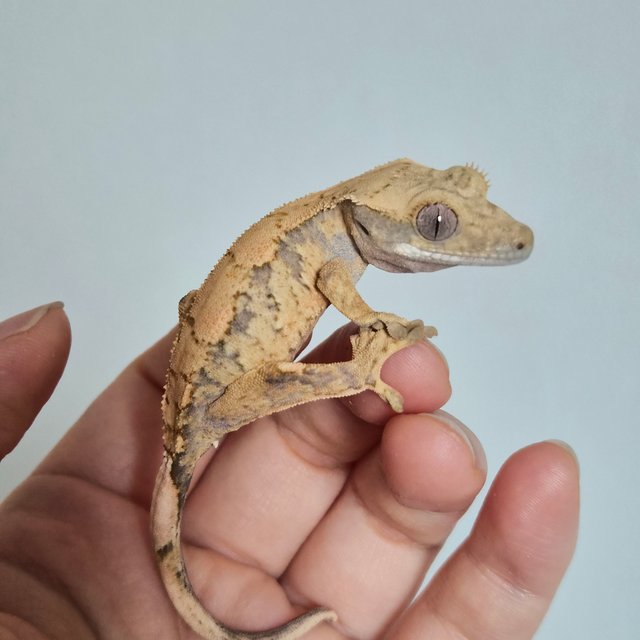 익스트림할리퀸 다크 노멀