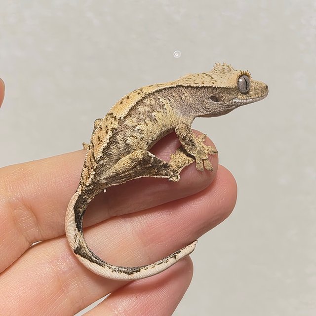 노멀 화이트스팟