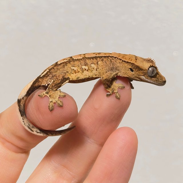 노멀 옐로우 크림 크림시클