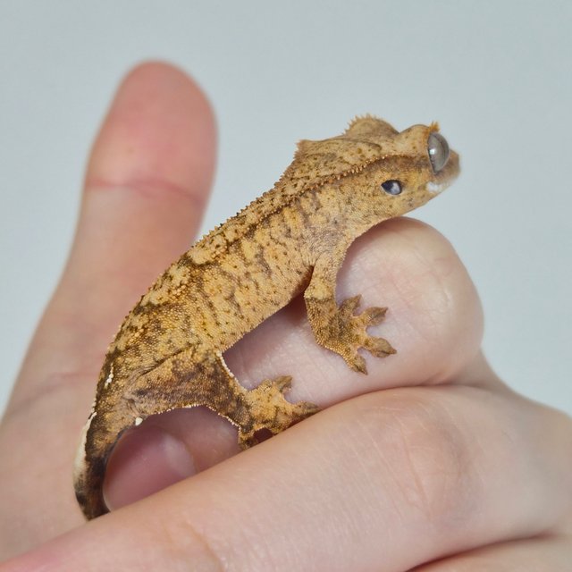 노멀 옐로우 크림 팬텀 브린들