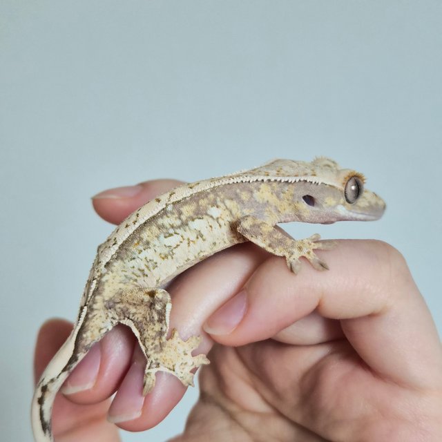 노멀 트라이 쿼드