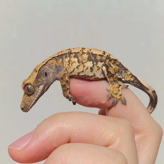 노멀 트라이 화이트스팟