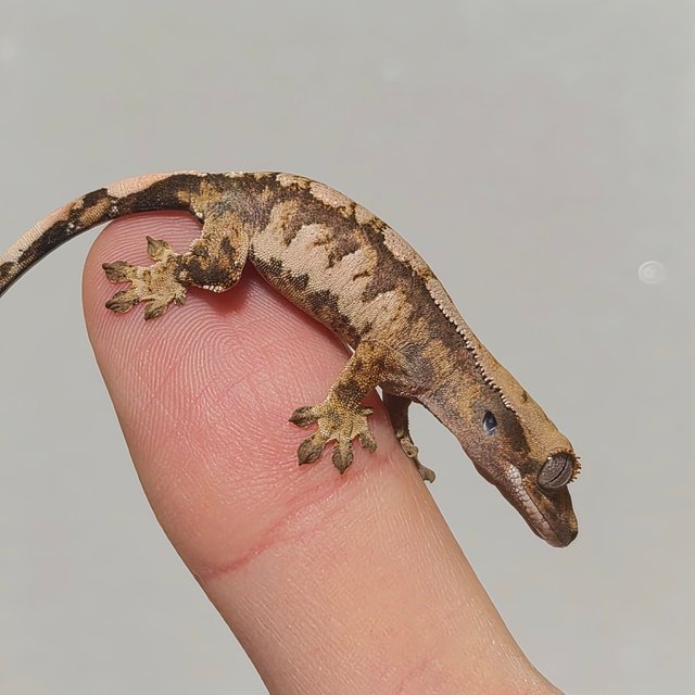 노멀 트라이 익스트림할리퀸