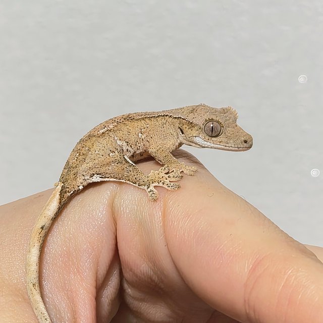 노멀 크림 크림시클 옐로우 팬텀 화이트포트홀