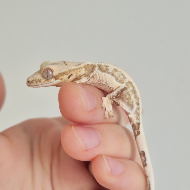 옐로우 크림 크림시클 릴리화이트