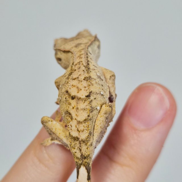 노멀 옐로우 크림 팬텀 브린들