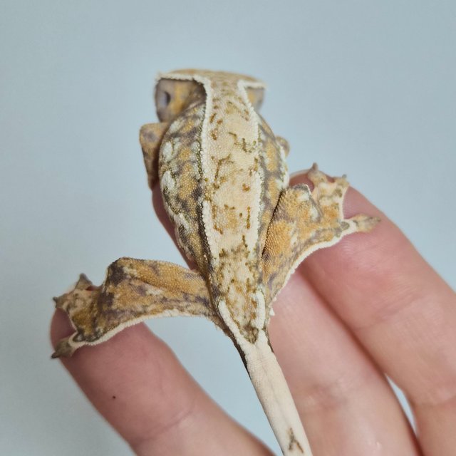 노멀 트라이 쿼드 드리피 화이트스팟