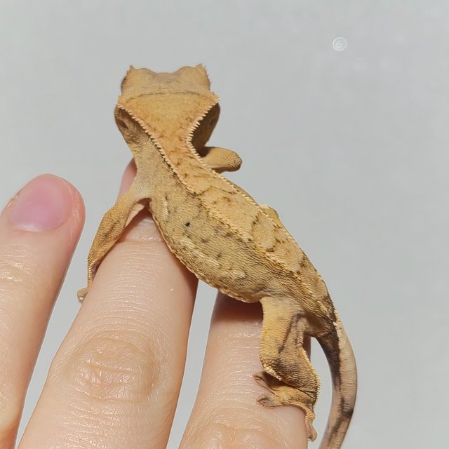 옐로우 크림 크림시클 노멀