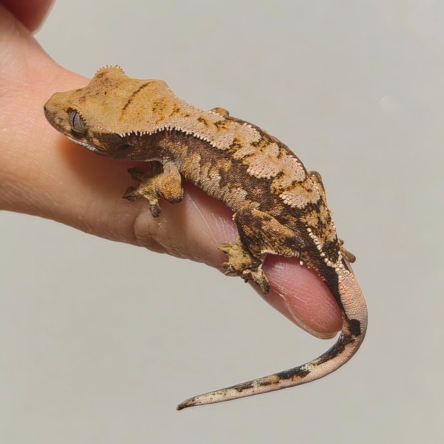 노멀 트라이 익스트림할리퀸