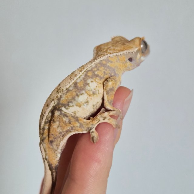 노멀 트라이 쿼드 드리피 화이트스팟