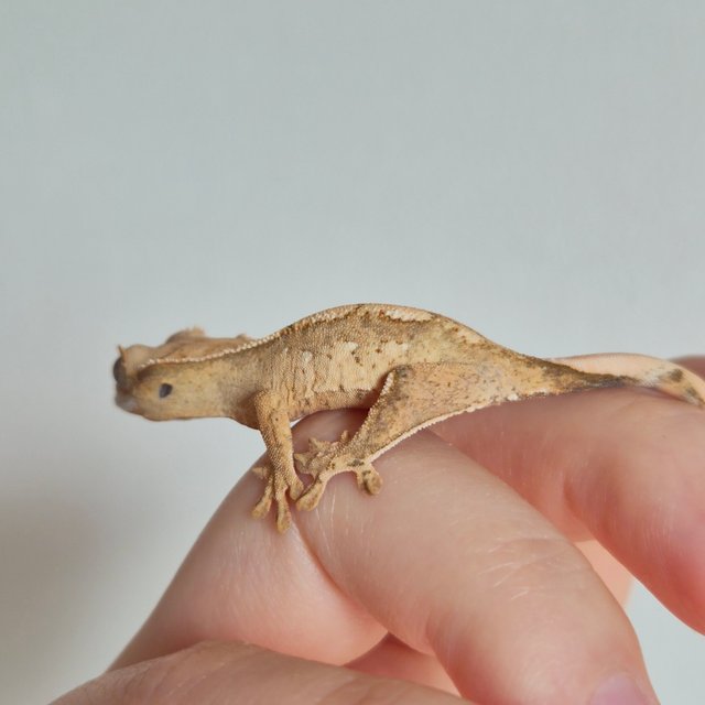 노멀 크림 크림시클 옐로우