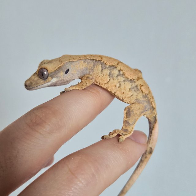 익스트림할리퀸 다크 노멀