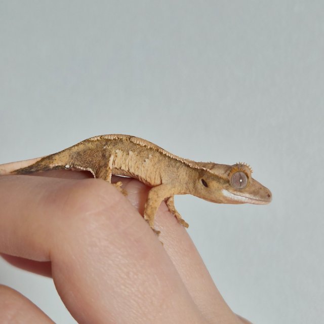 노멀 크림 크림시클 옐로우