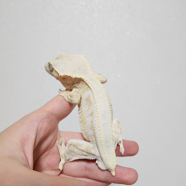 릴리화이트 크림 크림시클 옐로우