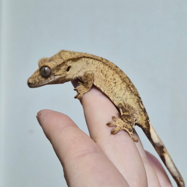 노멀 옐로우 크림 크림시클 팬텀