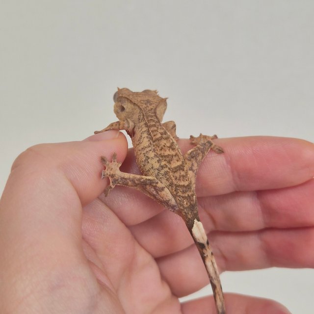 노멀 크림 크림시클 옐로우 팬텀 브린들