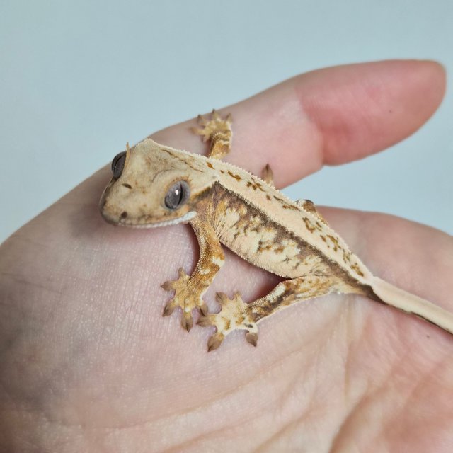 노멀 트라이 쿼드 드리피 화이트스팟